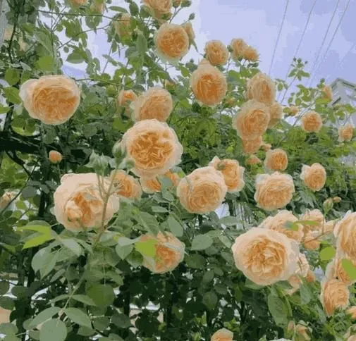 Eden Premium Climbing Rose Flower Seeds 200PCS