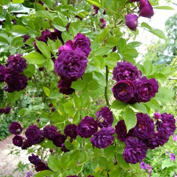 Eden Premium Climbing Rose Flower Seeds 200PCS