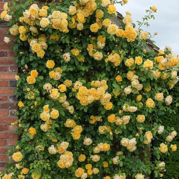Eden Premium Climbing Rose Flower Seeds 200PCS