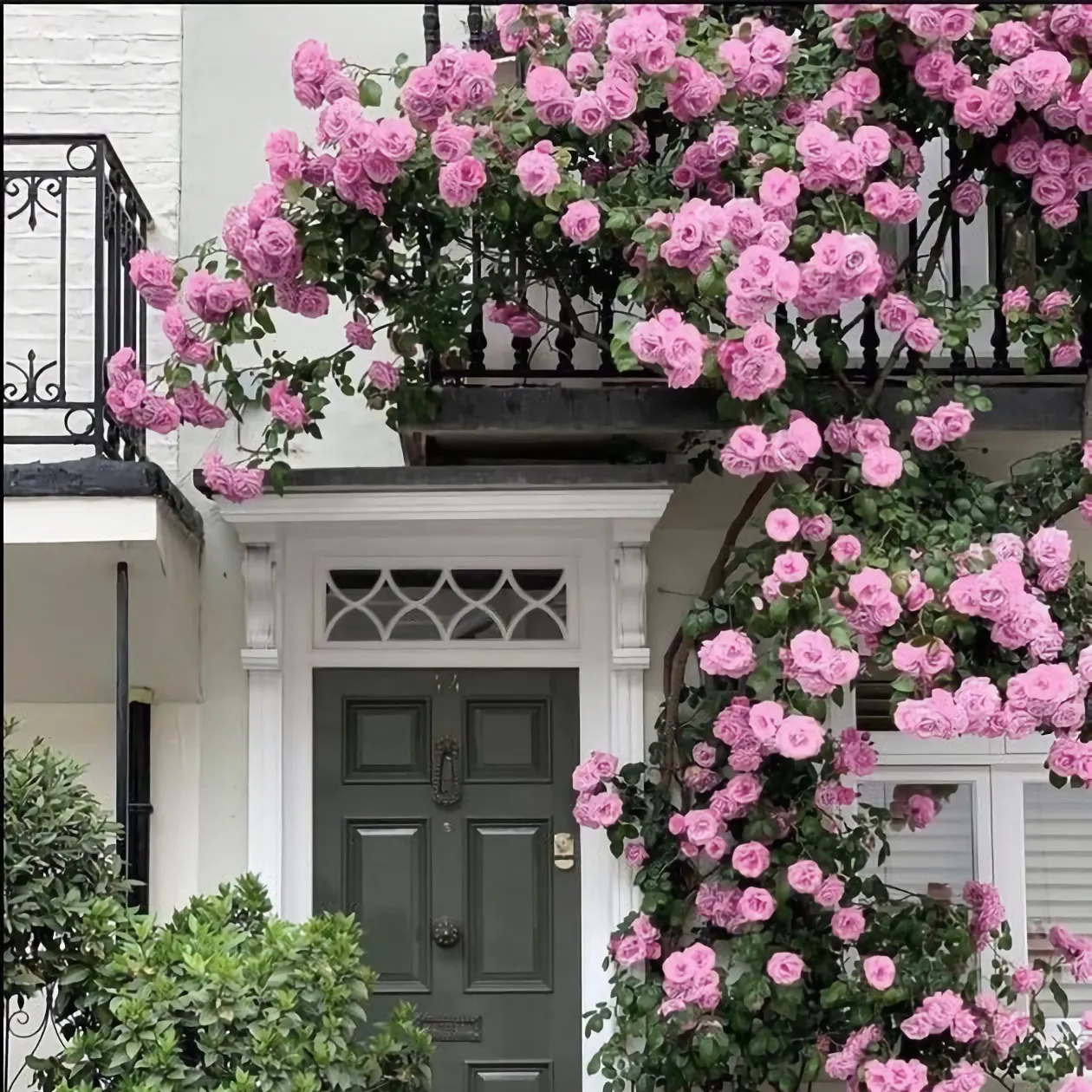 Eden Premium Climbing Rose Flower Seeds 200PCS