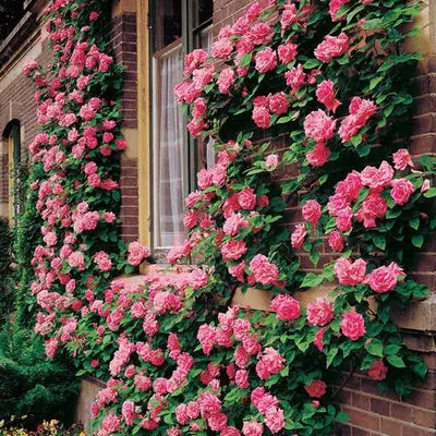 Eden Premium Climbing Rose Flower Seeds 200PCS